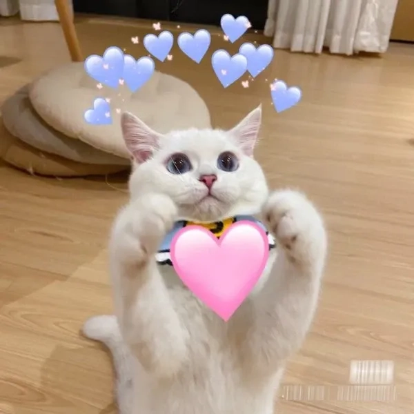 Làm bừng sáng ngày mới với ảnh trái tim meme hài hước và độc đáo.