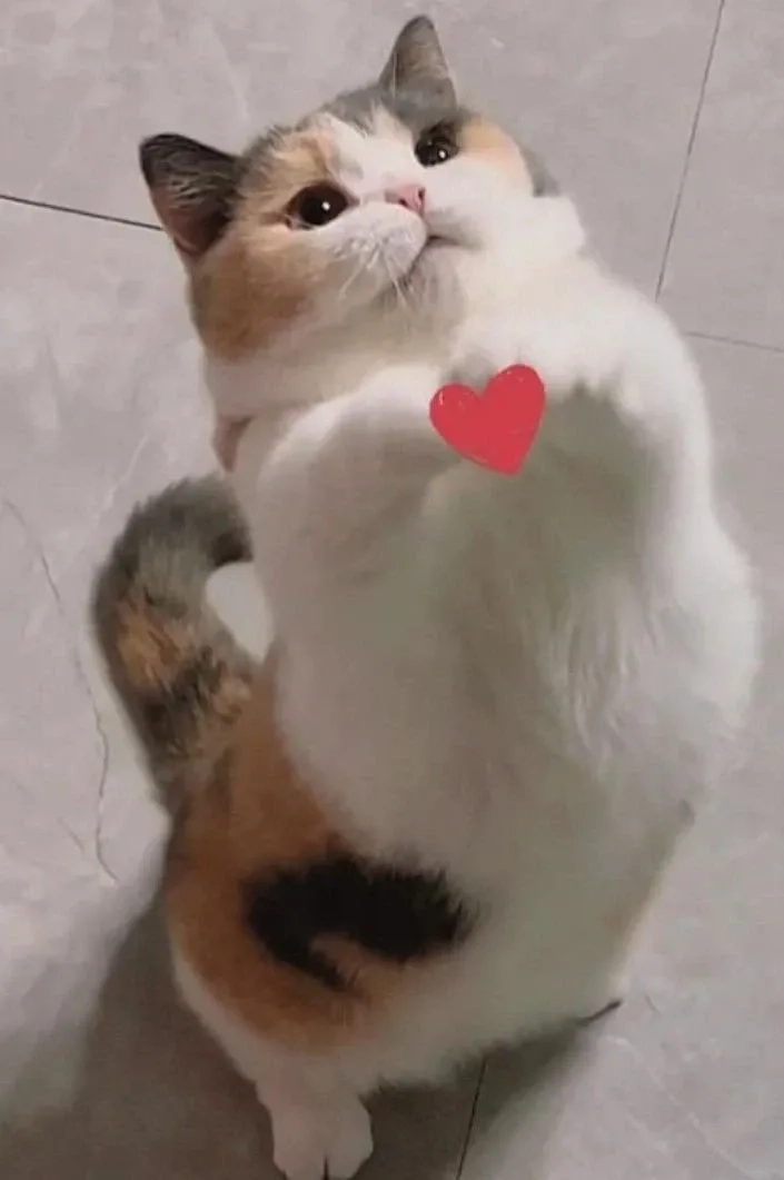 Tạo điểm nhấn với hình meme bắn tim đáng yêu và độc đáo.