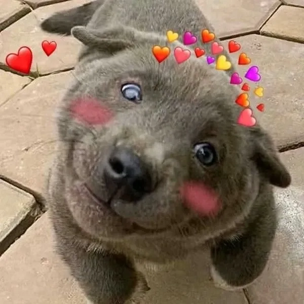 Lan tỏa yêu thương cùng meme mèo thả tim đáng yêu và hài hước.