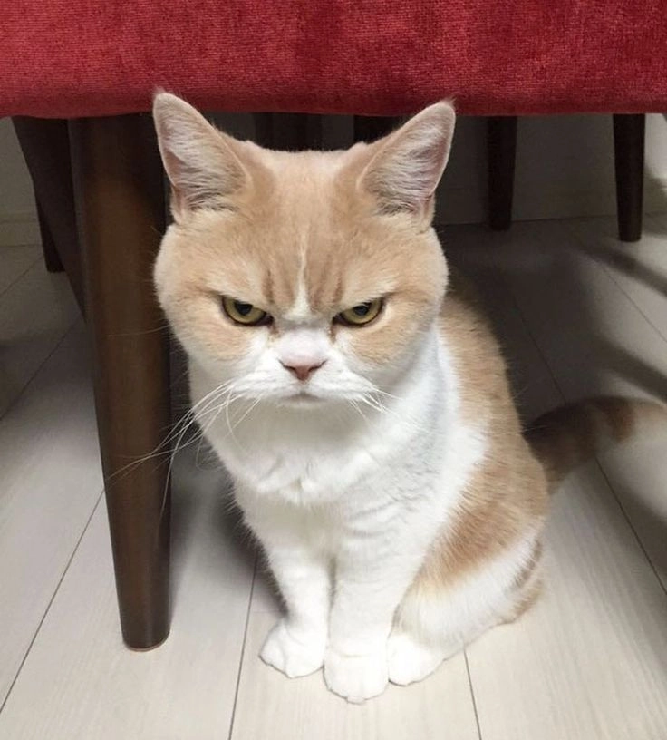 Meme mèo giận dữ mang đến cho bạn cảm giác thật mạnh mẽ.