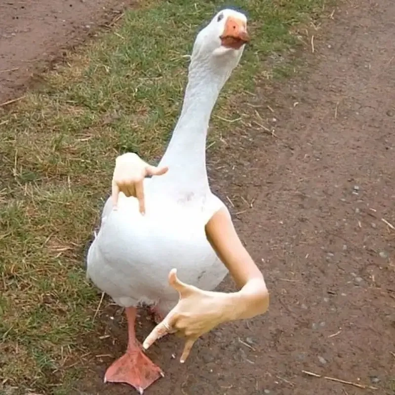 Meme avatar vịt ngáo tạo nên sự hài hước bất ngờ.
