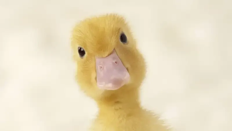 Con vịt meme với biểu cảm hài hước đầy sáng tạo.