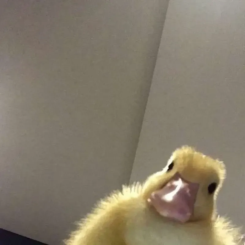 Meme con vịt vàng mang nét ngộ nghĩnh và dễ thương.