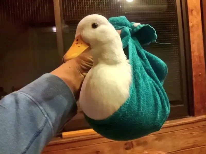 Meme con vịt vàng chu mỏ cực kỳ hài hước và ngộ nghĩnh.