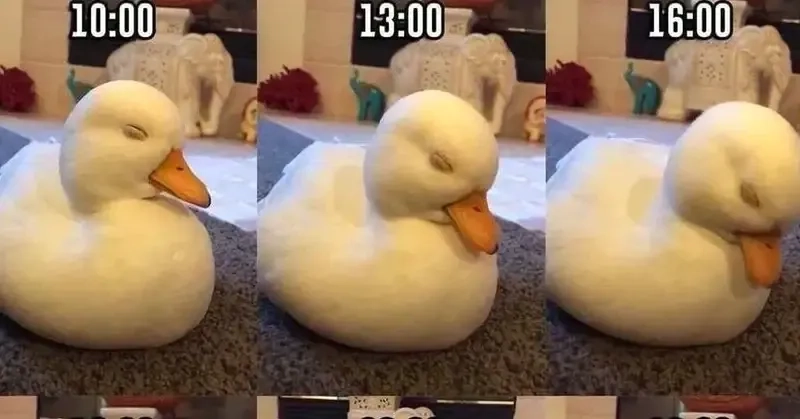 Meme vịt vàng 2 mái ngộ nghĩnh và cực kỳ dễ thương.