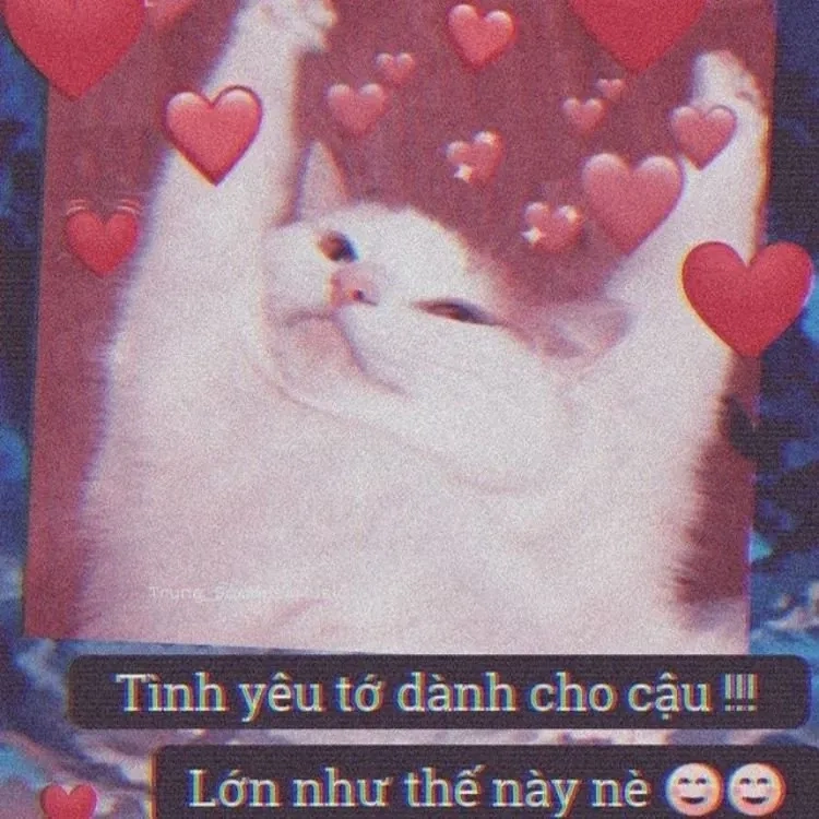 Meme mèo bắn tim, một biểu tượng tình yêu ngọt ngào và dễ thương.