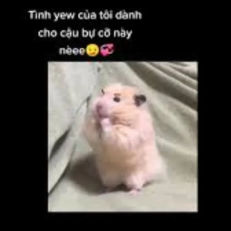 Meme tình cảm, thể hiện tình yêu và sự chân thành một cách dễ thương.