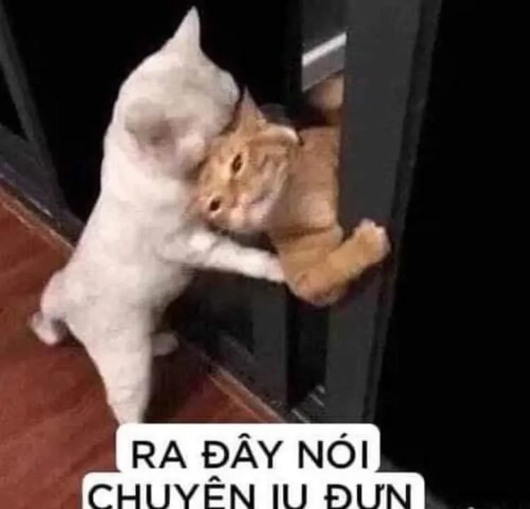 Meme yêu nhiều, tình cảm lớn lao cho tất cả mọi người xung quanh.
