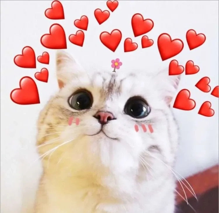 Meme mèo buồn, dễ thương nhưng cũng đầy tâm trạng và cảm xúc.