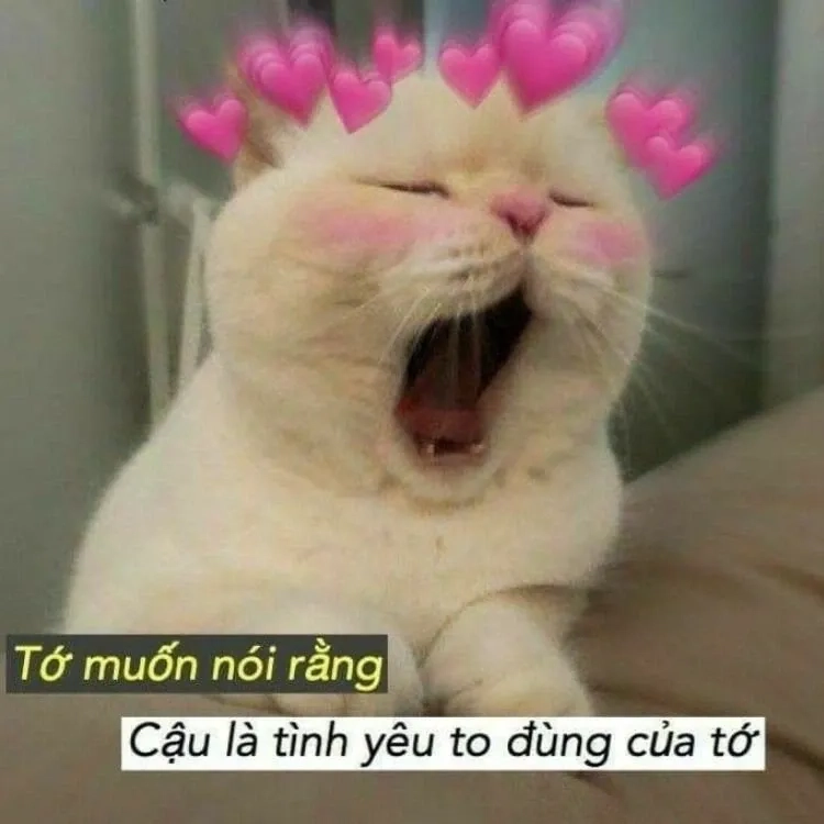 Meme gửi người yêu, một cách thú vị để thể hiện tình cảm qua ảnh.