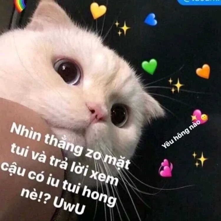 Meme an ủi người yêu, giúp làm vơi đi nỗi buồn trong tình yêu.