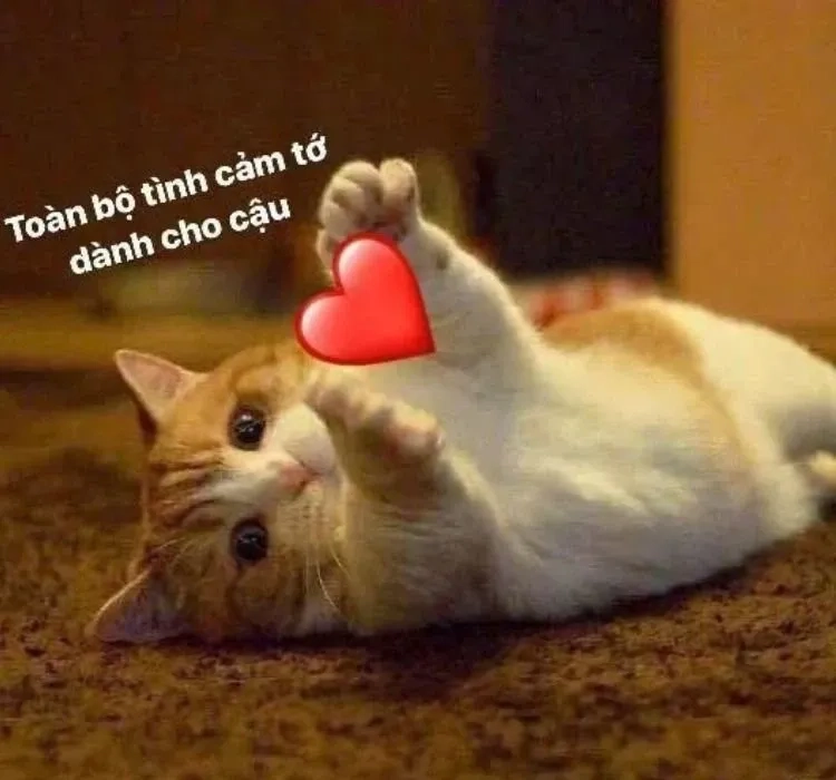 Meme ôm người yêu, một cử chỉ ngọt ngào thể hiện sự yêu thương.