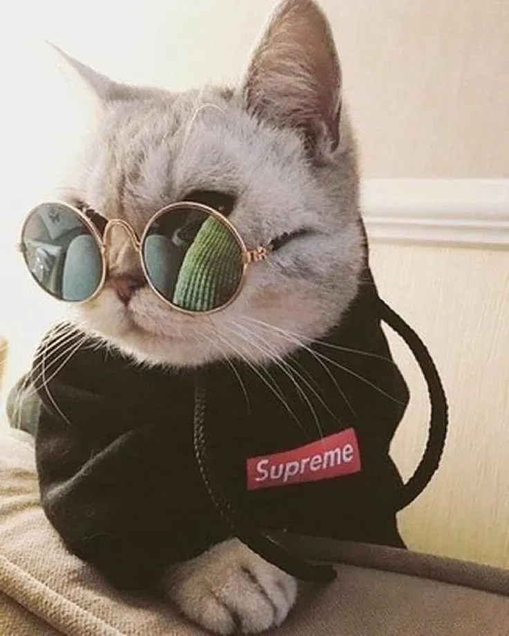 Thư giãn với ảnh meme mèo hài vui nhộn cho hội mê meme