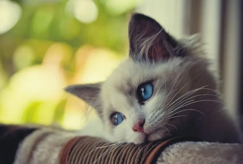 Ngộ nghĩnh cùng hình ảnh meme mèo vô tri lầy lội siêu chất