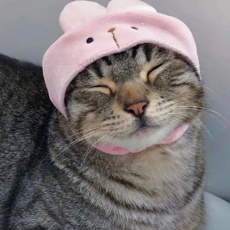 Tổng hợp ảnh mèo ảnh meme mèo siêu chất cho dân nghiền meme