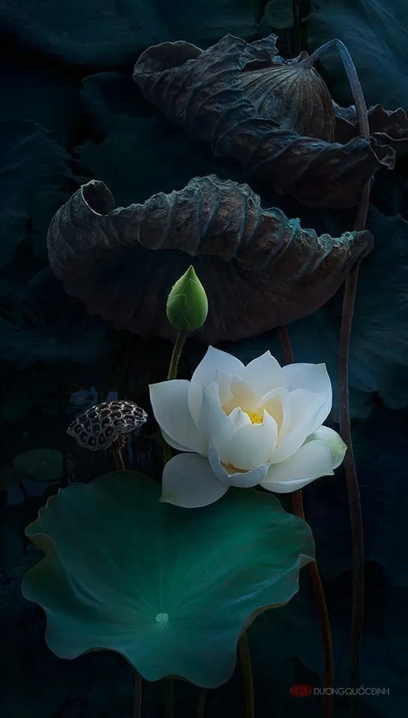 Ngắm hình ảnh hoa sen trắng trong trẻo và an yên