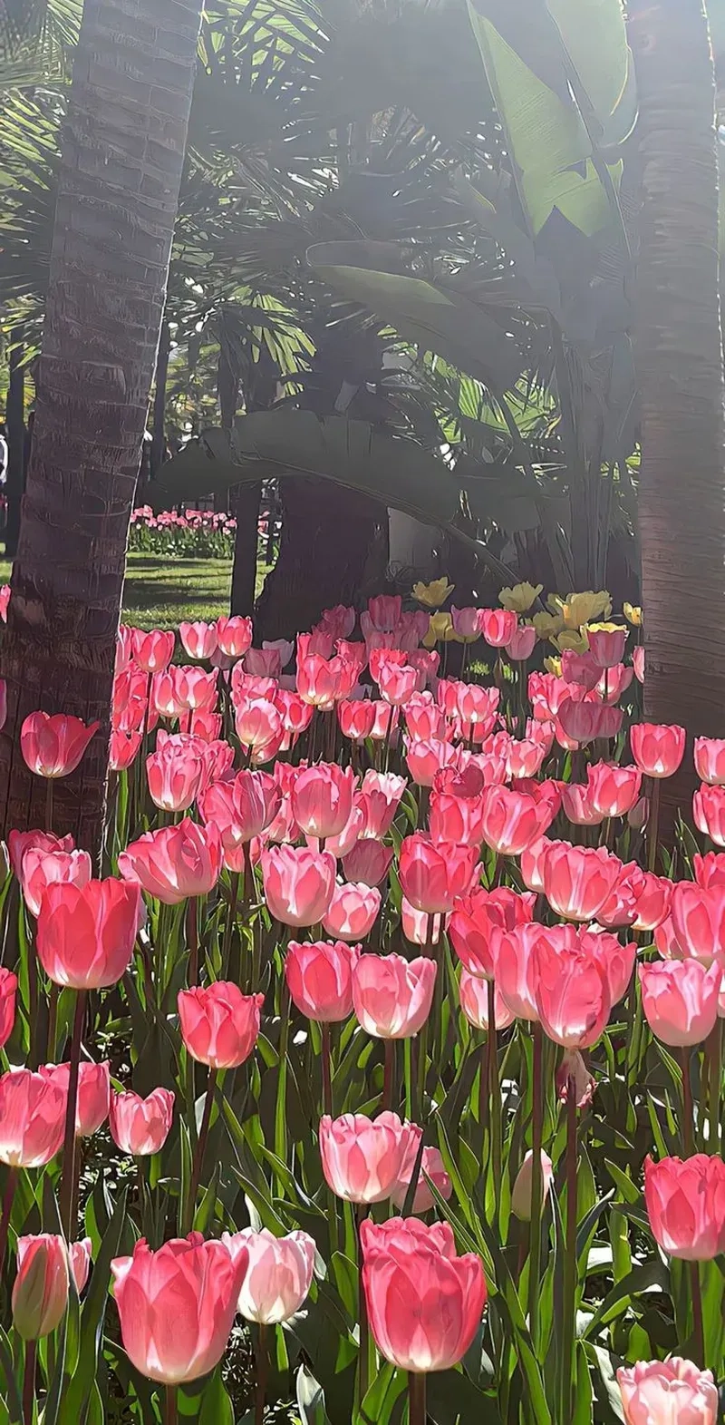 Ngắm nhìn ảnh hoa tulip đẹp nhất hút mắt đầy tinh tế