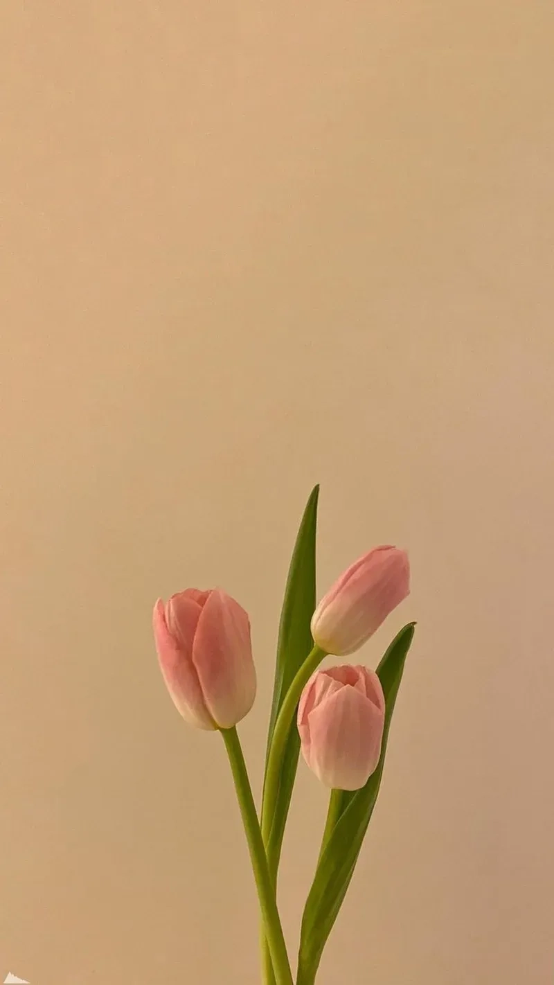 Bộ sưu tập ảnh hoa tulip đẹp rực rỡ đầy mê hoặc
