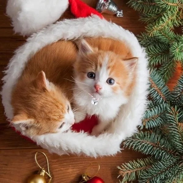 Siêu đáng yêu và hài hước với cute meme mèo bựa chất lừ