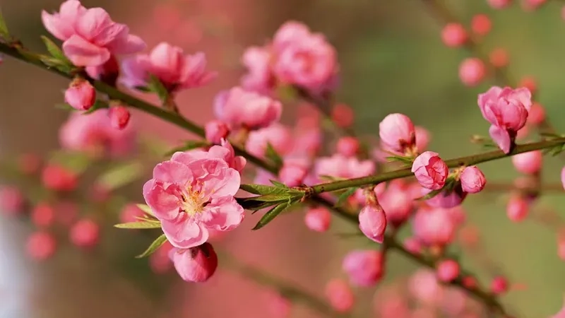 Chiêm ngưỡng bộ sưu tập hình ảnh hoa đào đẹp cuốn hút