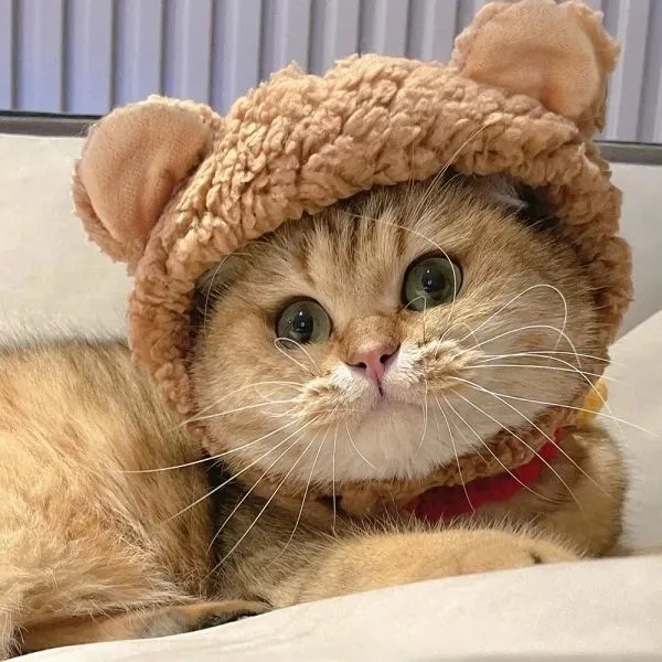 Những khoảnh khắc ảnh mèo cute meme ngộ nghĩnh đáng yêu nhất