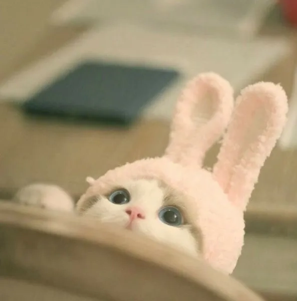 Cười nghiêng ngả cùng meme ngộ nghĩnh ảnh mèo cute siêu hài