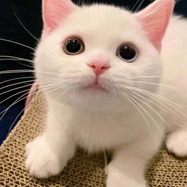 Đỉnh cao hài hước với meme mèo cute cười siêu vui và chất