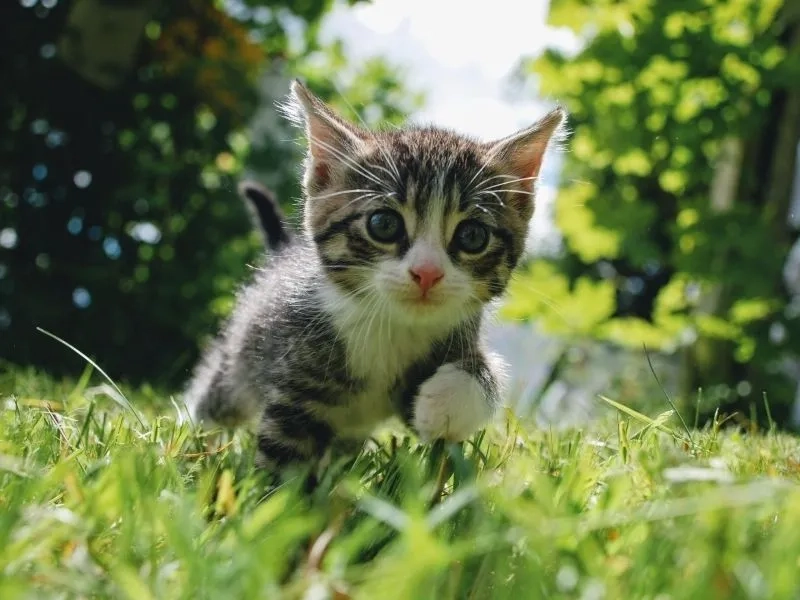 Dễ thương khó cưỡng với bộ cute meme mèo cute siêu dễ thương