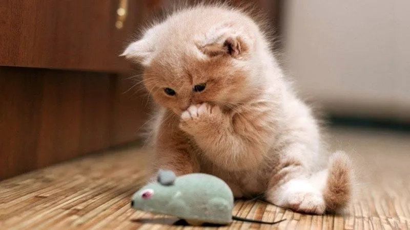 Tuyển chọn meme con mèo cute đáng yêu, tha hồ lưu và chia sẻ