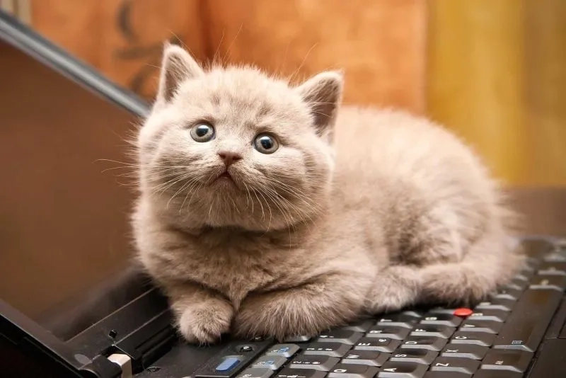 Ảnh chế meme mèo bựa siêu hài, đảm bảo cười không nhặt được mồm