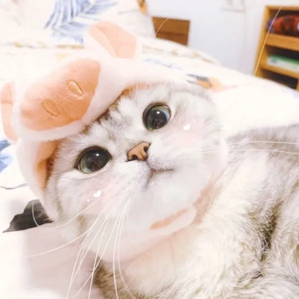 Thả ga với meme ảnh mèo bựa hài hước khó cưỡng, cười xỉu luôn