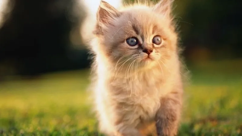 Thả tim liền tay với meme ảnh mèo cute cực ngầu và hài hước