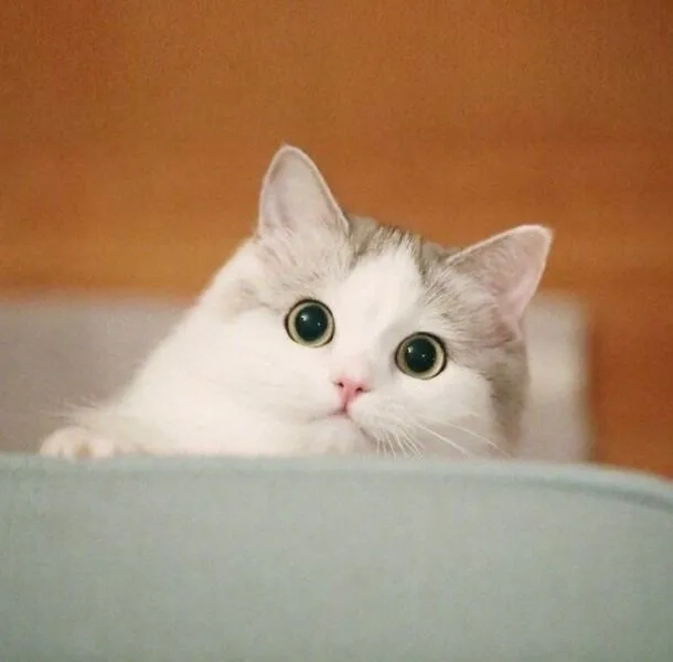 Tạo dấu ấn riêng với avatar mèo cute meme siêu hot trend