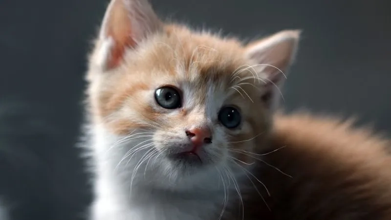 Bộ sưu tập ảnh meme mèo cute siêu đáng yêu và cực chất lượng