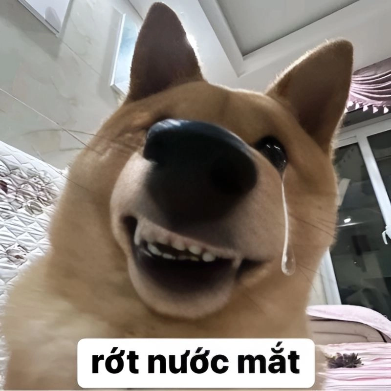Hình meme hài hước cực chất lầy lội giúp bạn tạo trend nhanh chóng