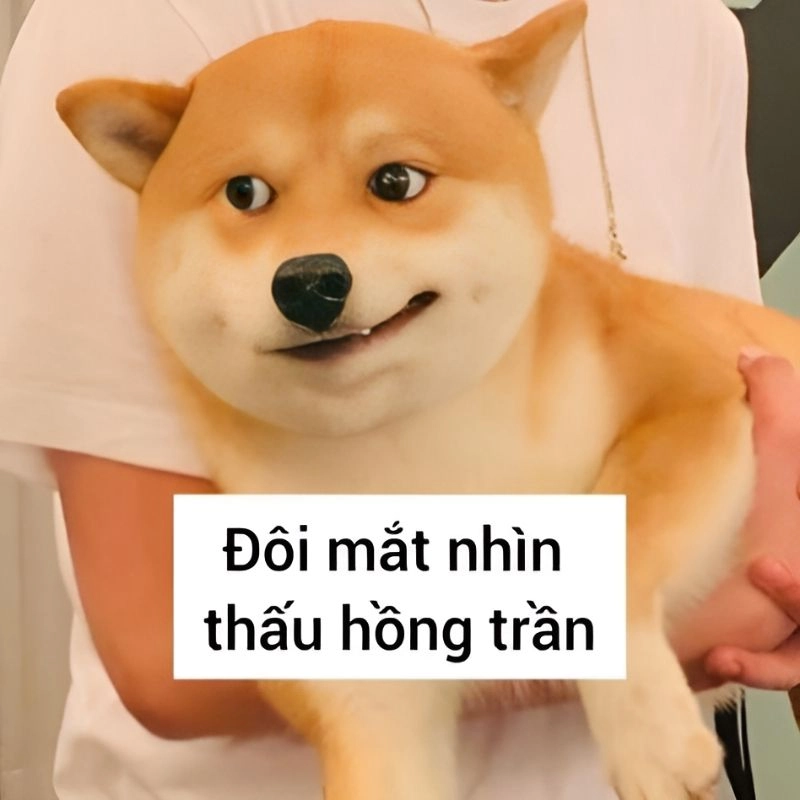 Hình nền meme hài hước siêu ngầu khiến màn hình điện thoại thêm phần vui nhộn