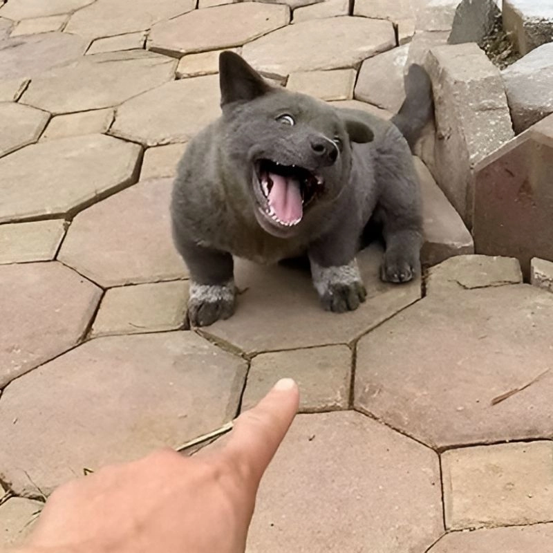 Avatar meme hài hước siêu xinh siêu chất giúp bạn nổi bật giữa cộng đồng