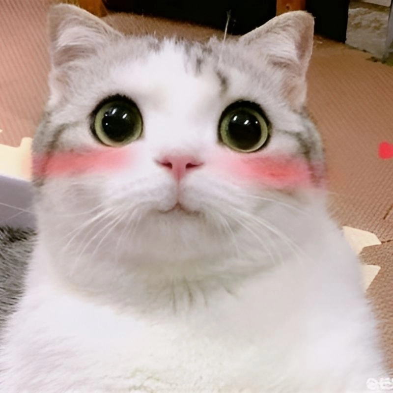 Meme hài bựa mèo lầy lội không thể đỡ được khiến dân mạng cười lăn