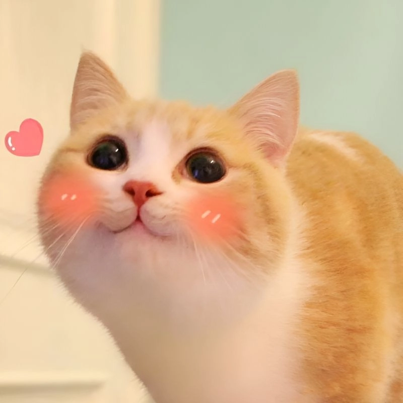 Ảnh meme hài cute đáng yêu siêu lầy dành cho dân nghiện ảnh chế