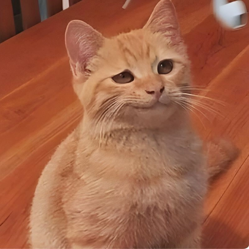 Cute cute meme hài siêu đáng yêu pha chút lầy khiến mạng xã hội bùng nổ