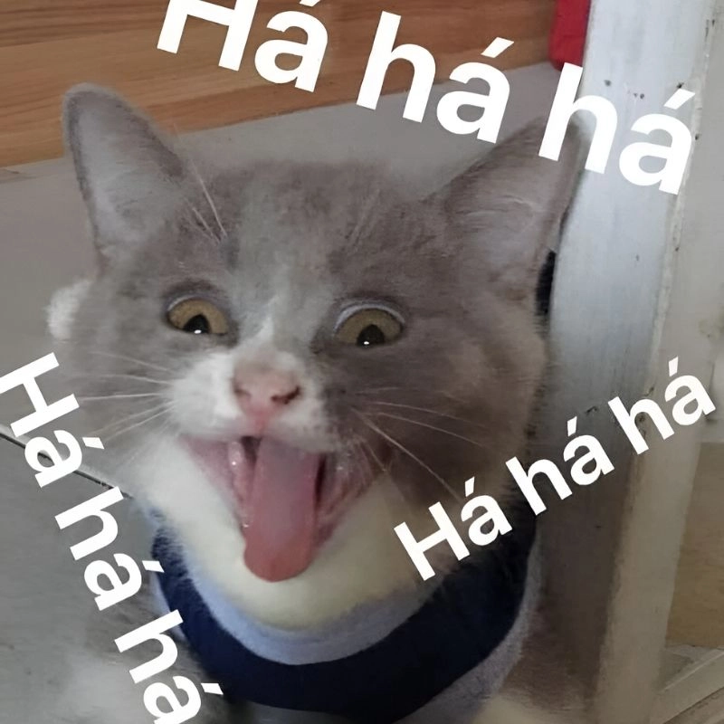 Ảnh mèo meme hài hước cực lầy tạo tiếng cười sảng khoái khắp mạng xã hội