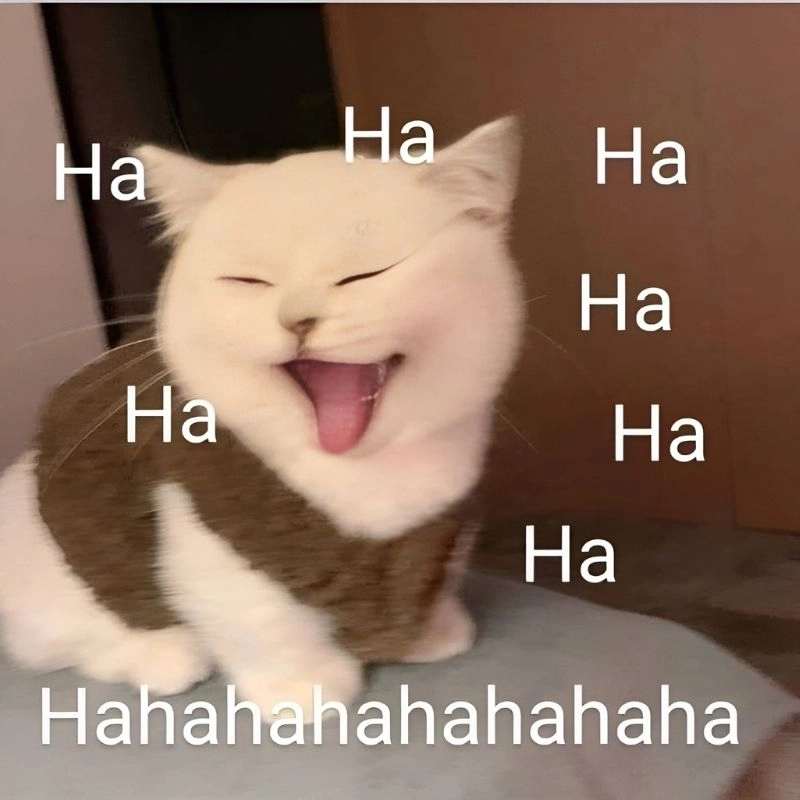 Meme hài hước mèo siêu hài dành cho dân ghiền meme không thể bỏ lỡ