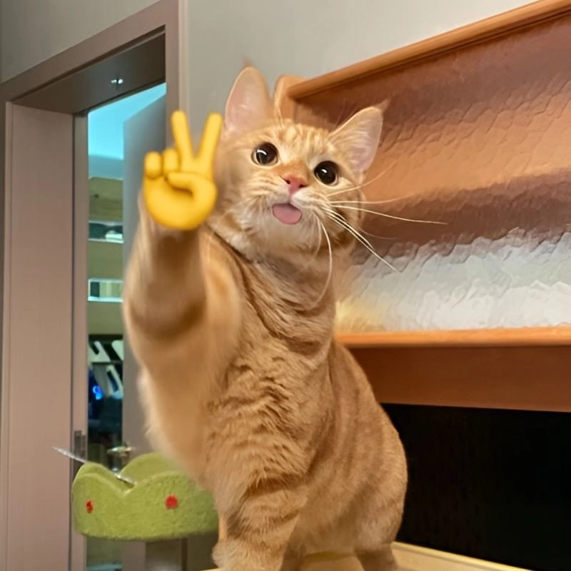 Meme hài mèo siêu lầy lội khiến bạn cười không nhặt được mồm