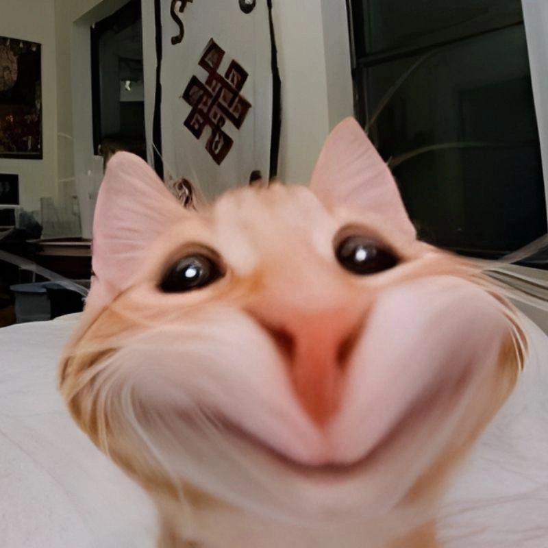 Hình mèo meme hài siêu vui nhộn cho dân mạng thả thính giải trí cực mạnh