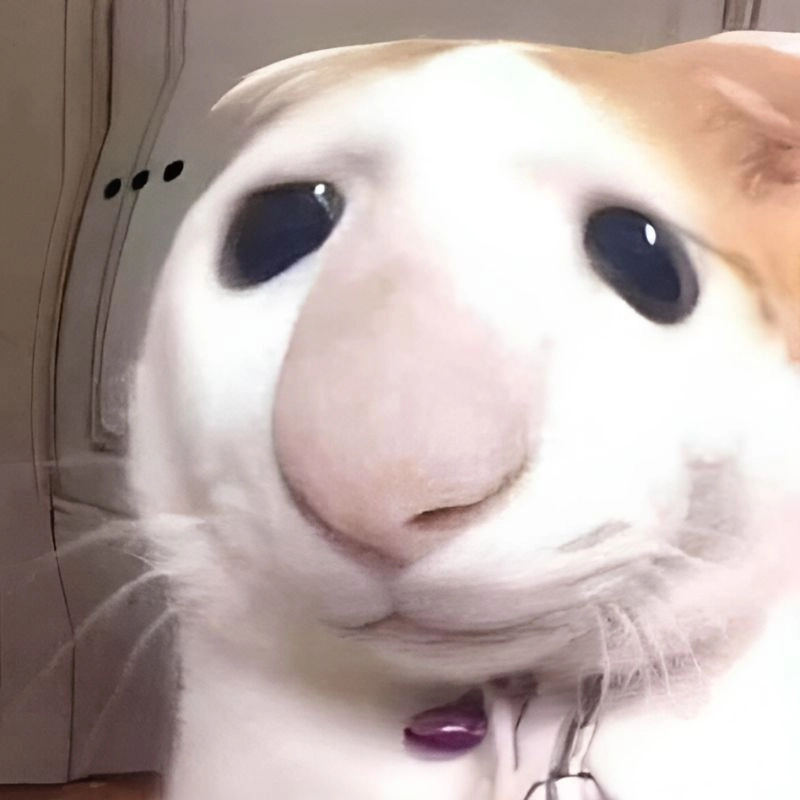 Mèo meme hài ngộ nghĩnh khiến dân tình mê tít vì độ lầy siêu cấp