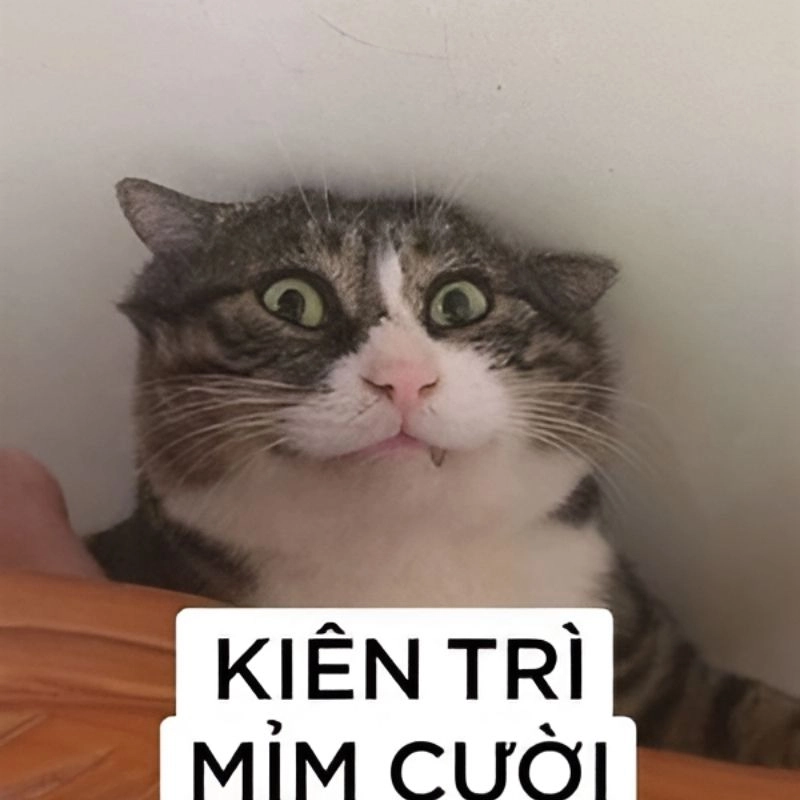 Mèo meme hài bựa ngầu lòi pha lẫn lầy lội khiến ai cũng thích mê