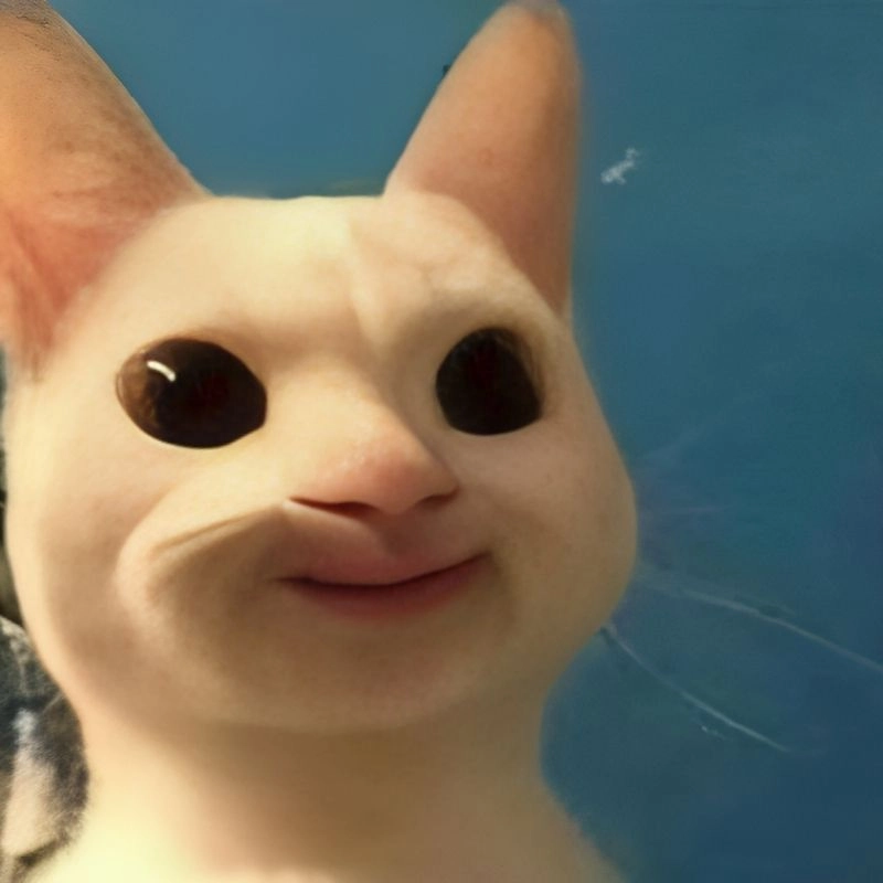 Hình meme hài mèo siêu vui nhộn giúp dân mạng tha hồ chế cháo cực chất