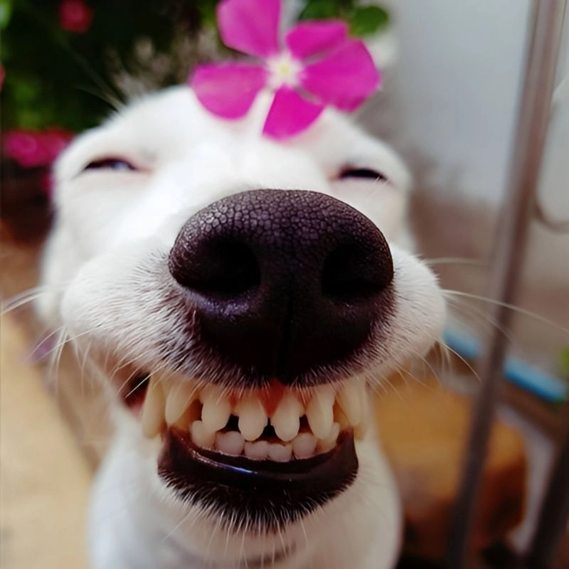Hình ảnh meme hài siêu vui nhộn tạo trend cực mạnh trên mạng xã hội