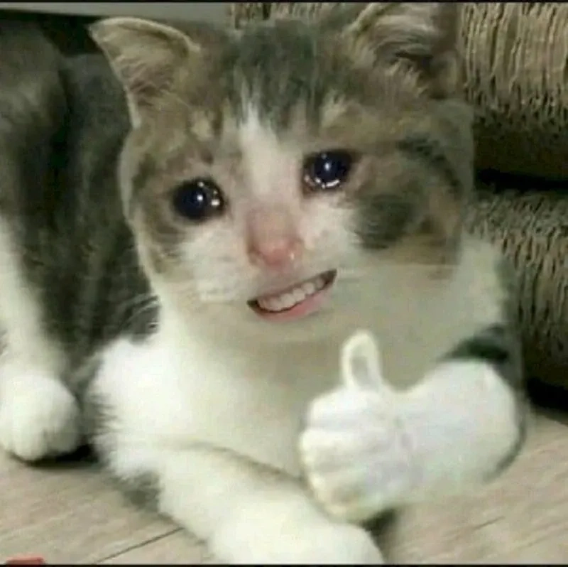 Siêu hài hước với meme mèo cười nhe răng làm ai cũng bật cười