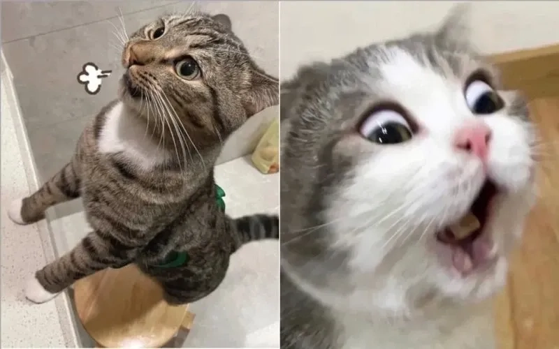 Khó cưỡng lại meme mèo cười nhếch mép chất chơi vô đối